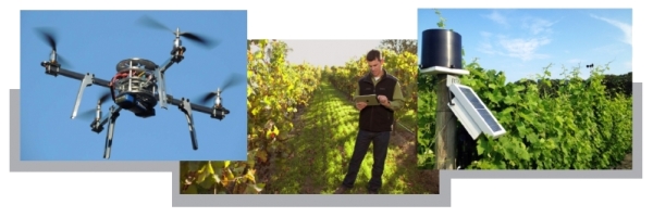 Professione Doc Wine: Decision Support System per aziende agricole e vitivinicole 