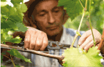 Professione DOC Wine - quaderno di campagna e gestione processo produttivo per aziende agricole e vitivinicole